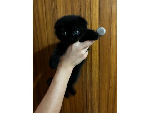 Scottish fold yavrularımıza yuva arıyoruz