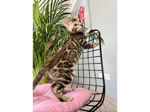 Bengal erkek 3 aylık