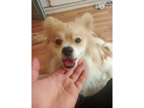 1 yaşında spitz