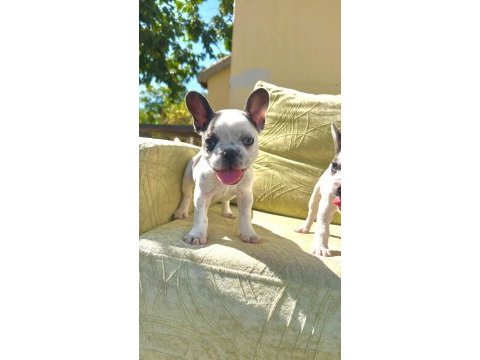 Yeşil gözlü blue pied french bulldog bebeklerim