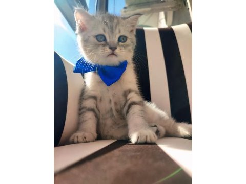 Son british longhair bebeklerim ailesini arıyor