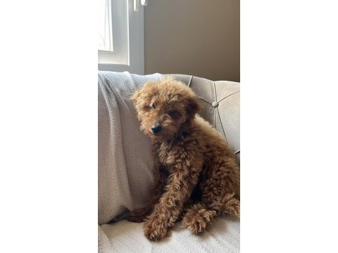 Toy poodle 3 aylık dişi eğitimli