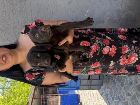 Çikolata labrador yavrularım