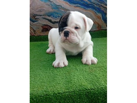 Tombiş french bulldog bebekler