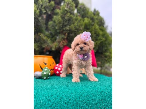 Güzel yüzlü bol tüylü antialerjik maltipoo bebekler 