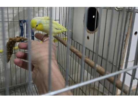 Amerikan sarı yetişkin erkek forpus