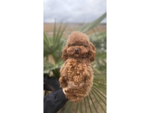 Özel t-cup dişi poodle teddy face / 1,5 kg