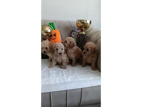 Toy poodle ev bebekleri