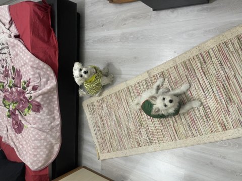 Pomeranian spitz 3 aylıkken dişi uygun