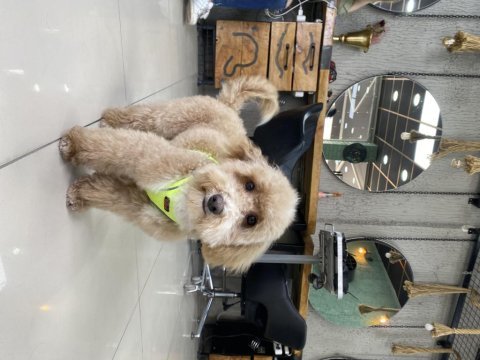 Poodle ayarında maltipoo