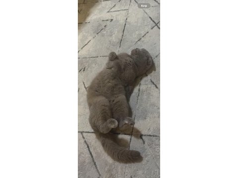 Ömürlük yuvasını arayan sevgi yumağı kedimiz