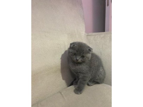 2 erkek kardeş scottish fold