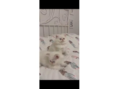 Safkan british longhair mavi göz erkek