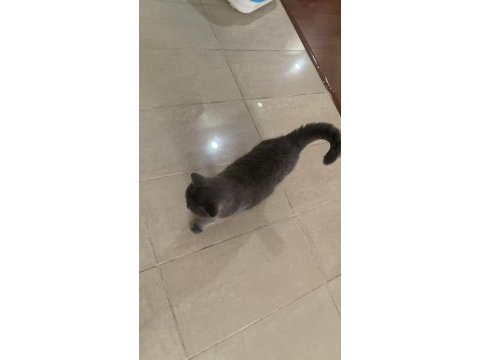 British shorthair 1,5 yaşında