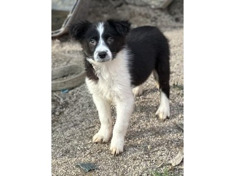 Ruhsatlı eğitim merkezinden border collie yavrular