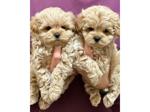 F2 maltipoo yavruları