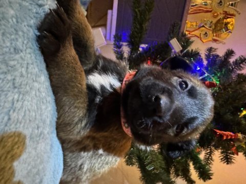 İş hattı malinois yavrularımız