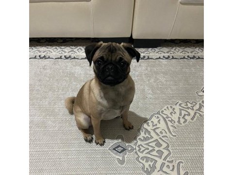 1.5 yaşında dişi pug 2 ay sonra eşleşebilir