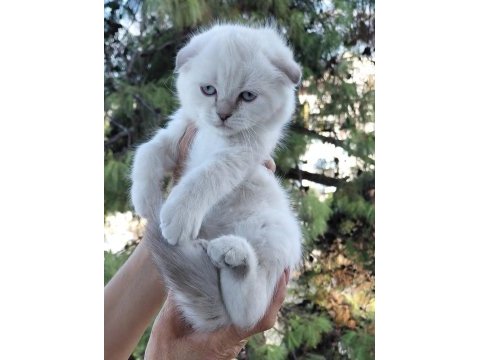 Şampiyon atalardan scottish fold yavrular