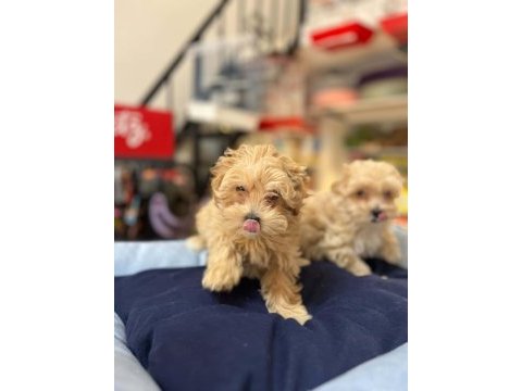 Tüy dökmeyen hi̇poalerjeni̇k safkan teacup malti̇poo