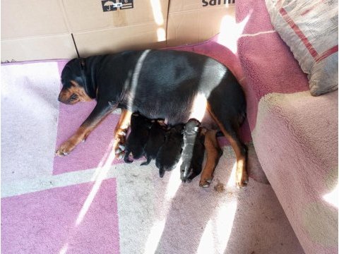 Koca kafa macar rottweiler