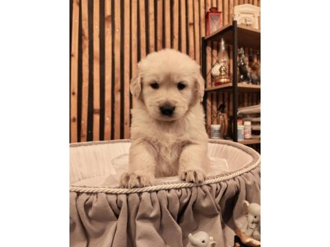 Golden retriever köpeğimiz