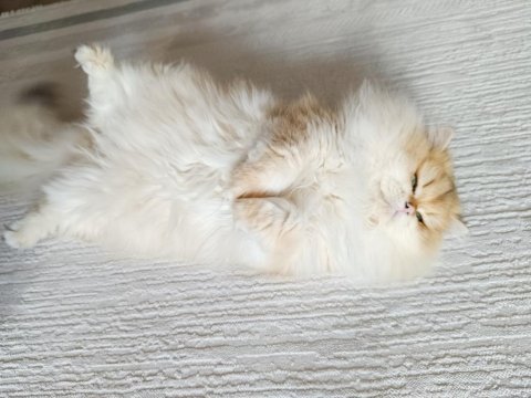 Erkek british longhair 14 aylık