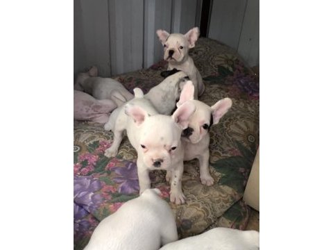 2 aylık aşılı french bulldog yavrular