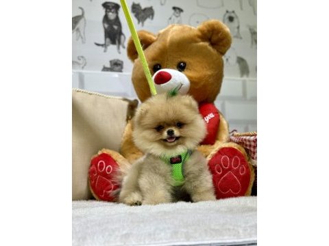 Pomeranian boo ayıcık bebekler