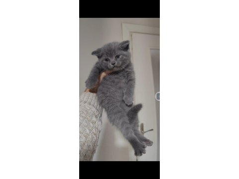 Sağlıklı pofuduk scottish fold yavrularımız teslime hazır