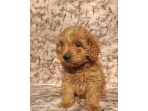Maltipoo çikolatalı gofretler ruhsatlı çiftlik