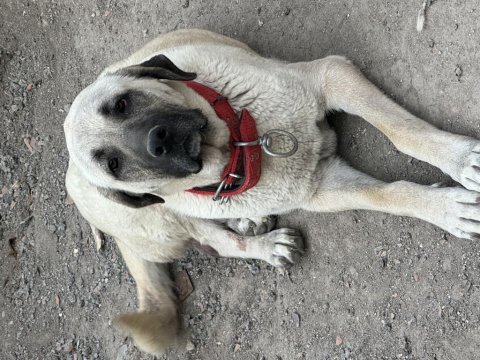 Dev anadolu çoban köpeği