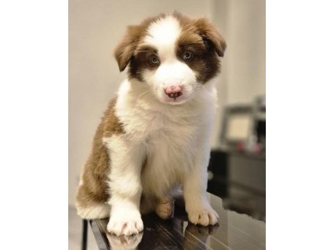 Showline border collie yavrumuz