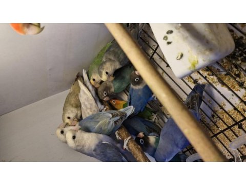 Birbirinden güzel yavru bebek sevdalar ve cennetler