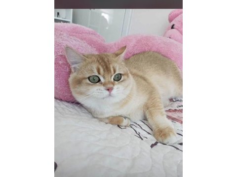 Sahiplendirilmeye hazır scottish fold kedimiz