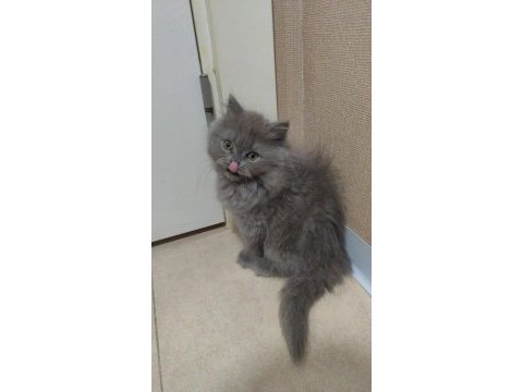 British scottish fold