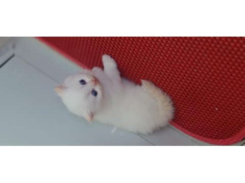 Mavi boncuklarım british shorthair