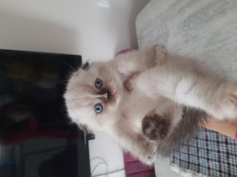 2 aylık scottish fold yavrular yeni yuvasını arıyor