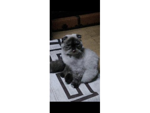 Beyaz mavi göz scottish fold