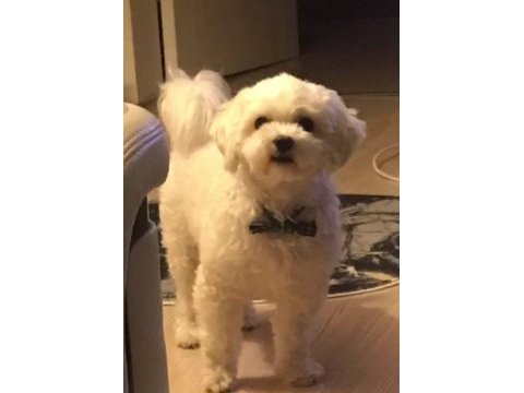 11 aylık köpeğimiz lucky