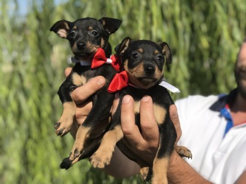 Minyatür pinscher bebekler