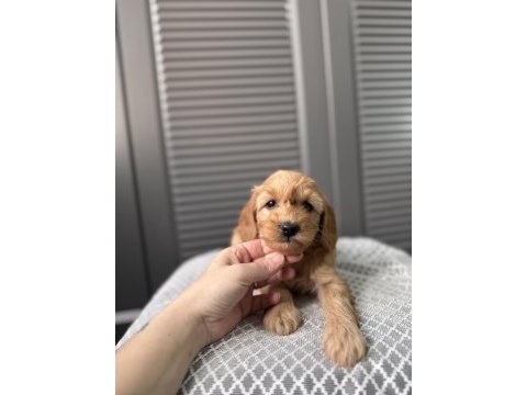 Küçük maltipoo