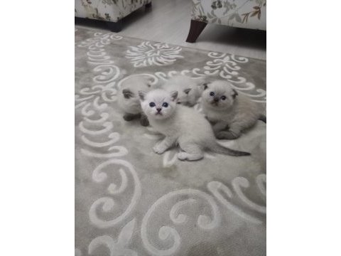 1 aylık british shorthair bebekler