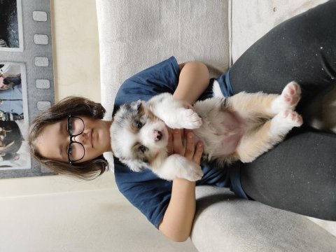 Fcı kıf şecereli border collie yavrular
