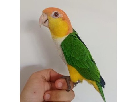 1 yaşında el besleme büyütülmüş caique