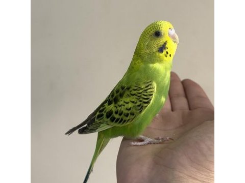 Bebek muhabbet kuşu yeni yeme düştü