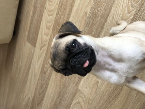 Türünün en hareketlisi pug köpeğimiz