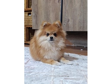 3 aylık erkek ;pomeranian yavrular