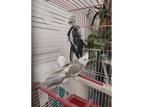 2 aylık sultan papağanı yavrusu