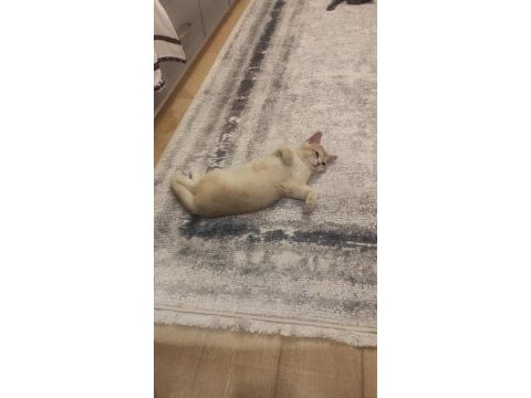 Ödüllü british shorthair yavru kediler